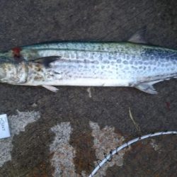 サゴシ狙いが⁉